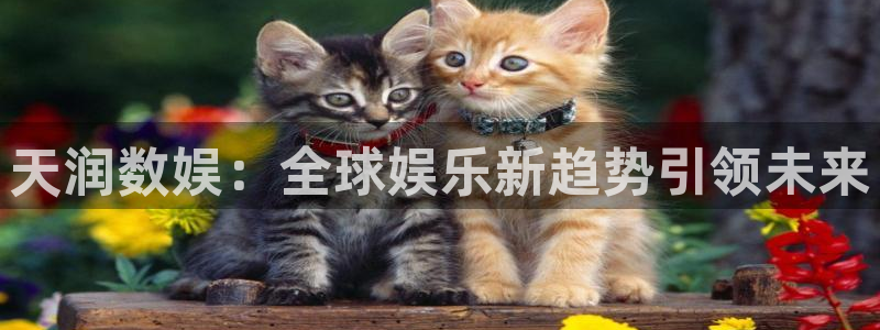 xcsports网页登录